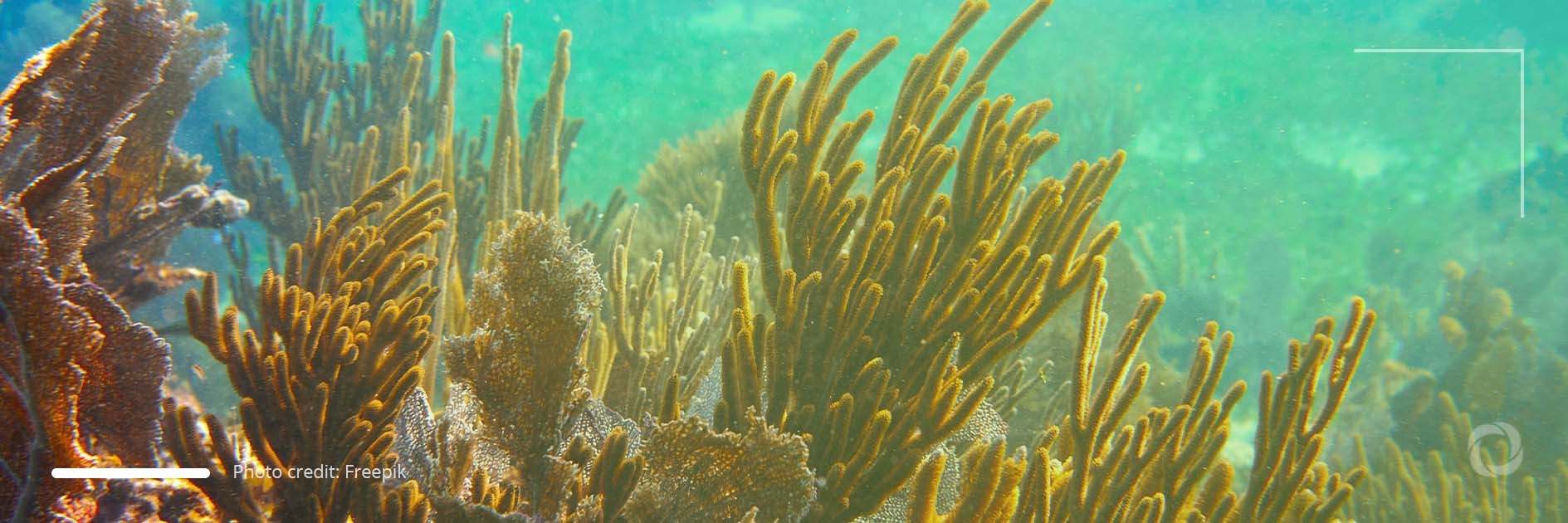Australia to pump AUS$1 billion to rescue world's largest coral reef Australia to pump AUS$1 billion to rescue world's largest coral reef