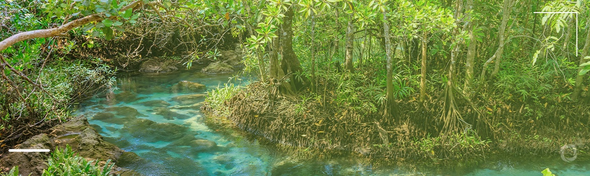 The importance of wetlands: why care and protect them? The importance of wetlands: why care and protect them?